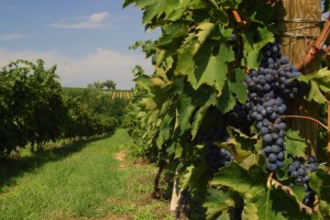 Vigna a Montepulciano dove nasce il vino Nobile